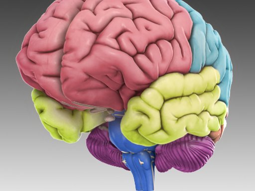 3D Brain image