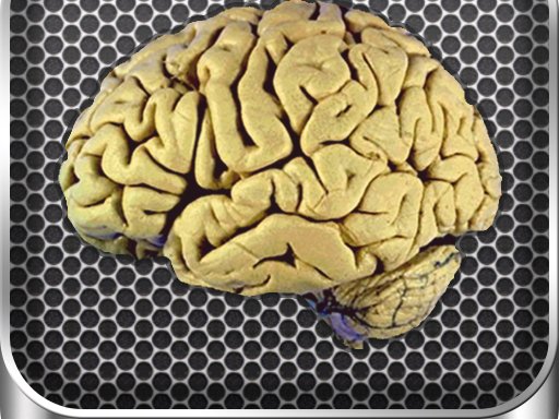 image bg Brain Anatomy